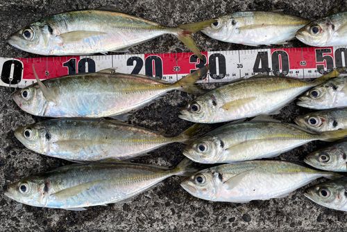 アジの釣果