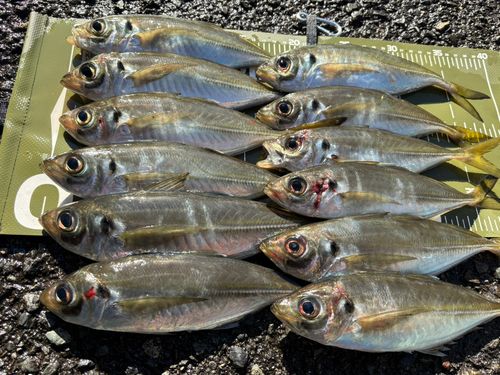 アジの釣果