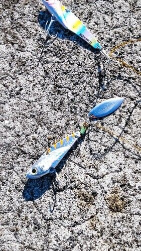 オオモンハタの釣果