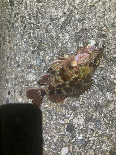 ムラソイの釣果