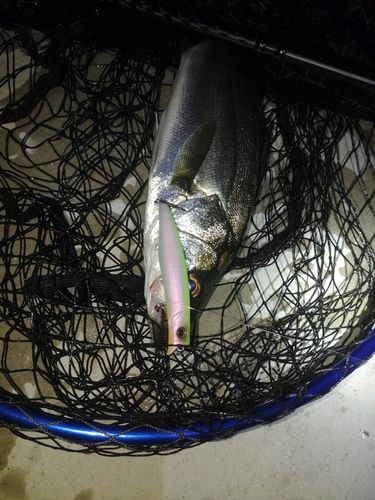 セイゴ（マルスズキ）の釣果