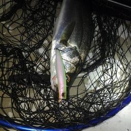 セイゴ（マルスズキ）