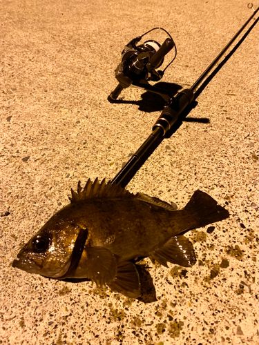 シロメバルの釣果