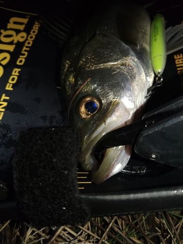 セイゴ（マルスズキ）の釣果