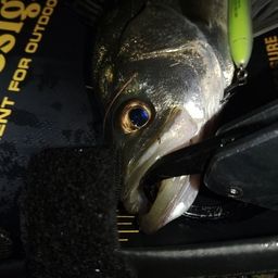 セイゴ（マルスズキ）