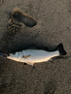 セイゴ（ヒラスズキ）の釣果