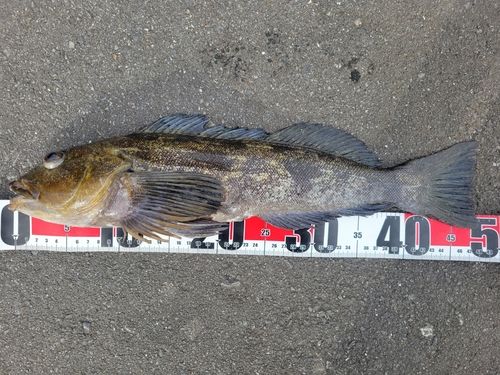 アイナメの釣果