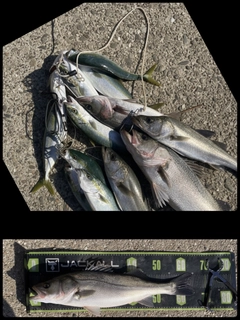 シーバスの釣果