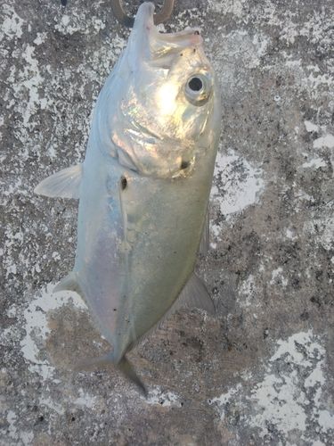 ギンガメアジの釣果