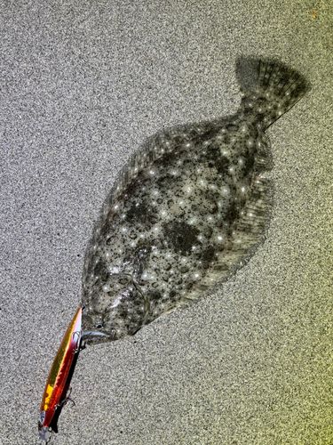 ヒラメの釣果