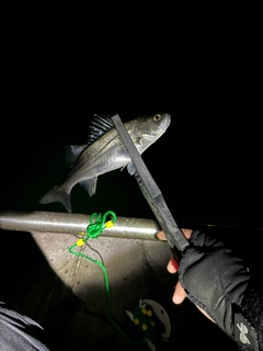 セイゴ（マルスズキ）の釣果