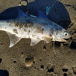 ツバメコノシロ