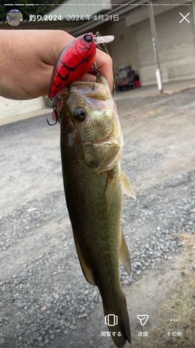 ブラックバスの釣果