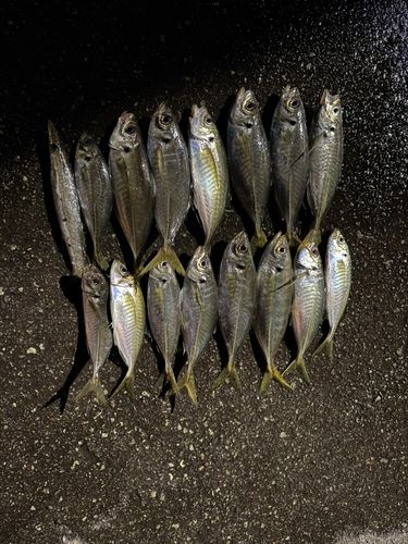 アジの釣果