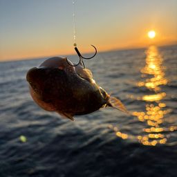 ショウサイフグ