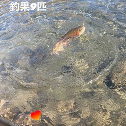 レインボートラウト