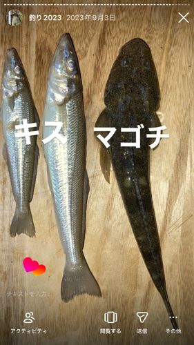 キスの釣果