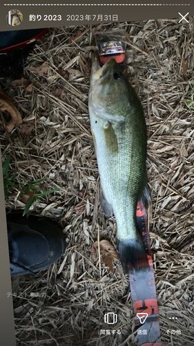 ブラックバスの釣果