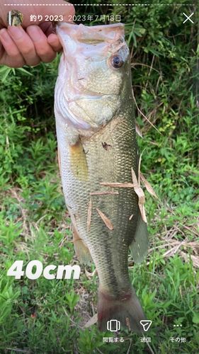 ブラックバスの釣果