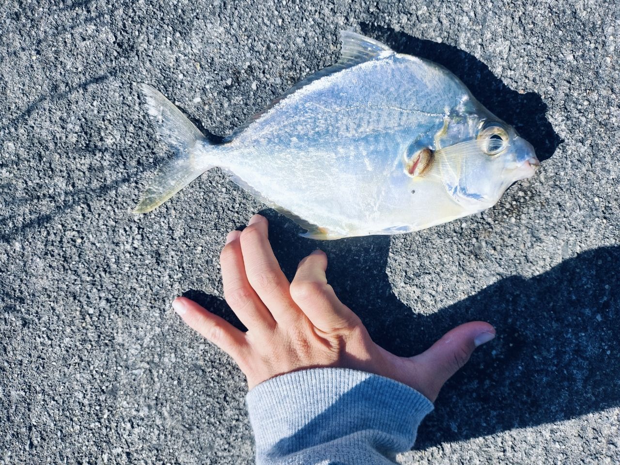 セイタカヒイラギ