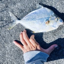 セイタカヒイラギ