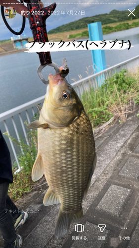 フナの釣果