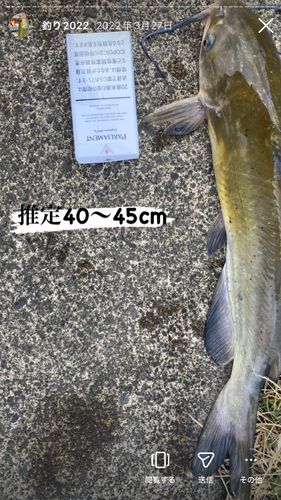 アメリカナマズの釣果