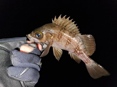 シロメバルの釣果