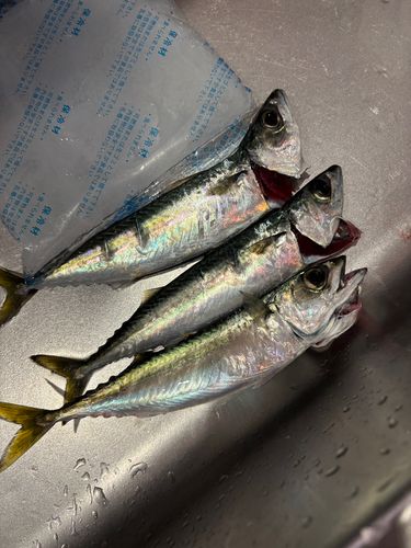 サバの釣果