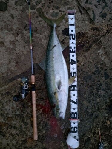 ブリの釣果