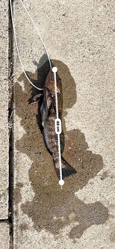 アイナメの釣果