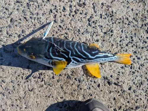 シマフグの釣果