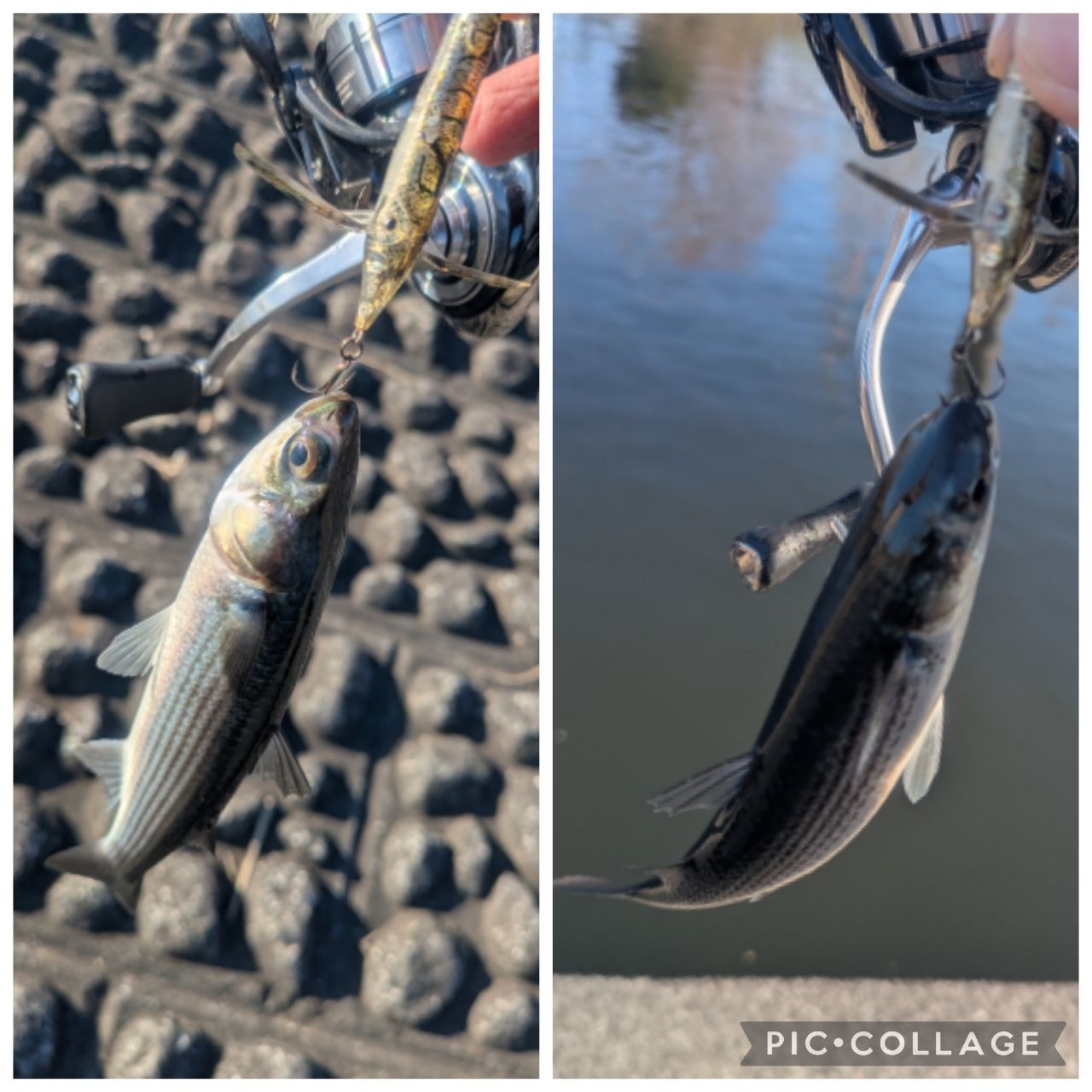 DAIWA 22ワイズストリーム 50TULの最安値・インプレ・釣果 | 本音の
