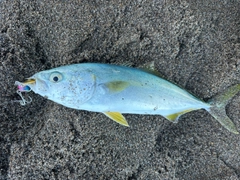 ワカシの釣果