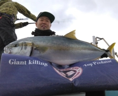 ヒラマサの釣果