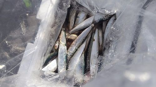 イワシの釣果