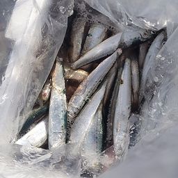 イワシ