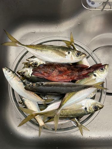 アジの釣果