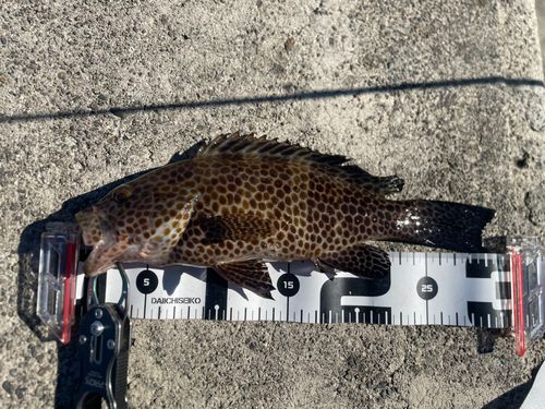 オオモンハタの釣果