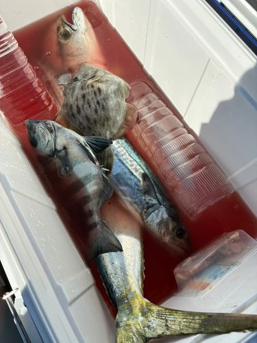 サゴシの釣果