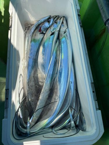 タチウオの釣果