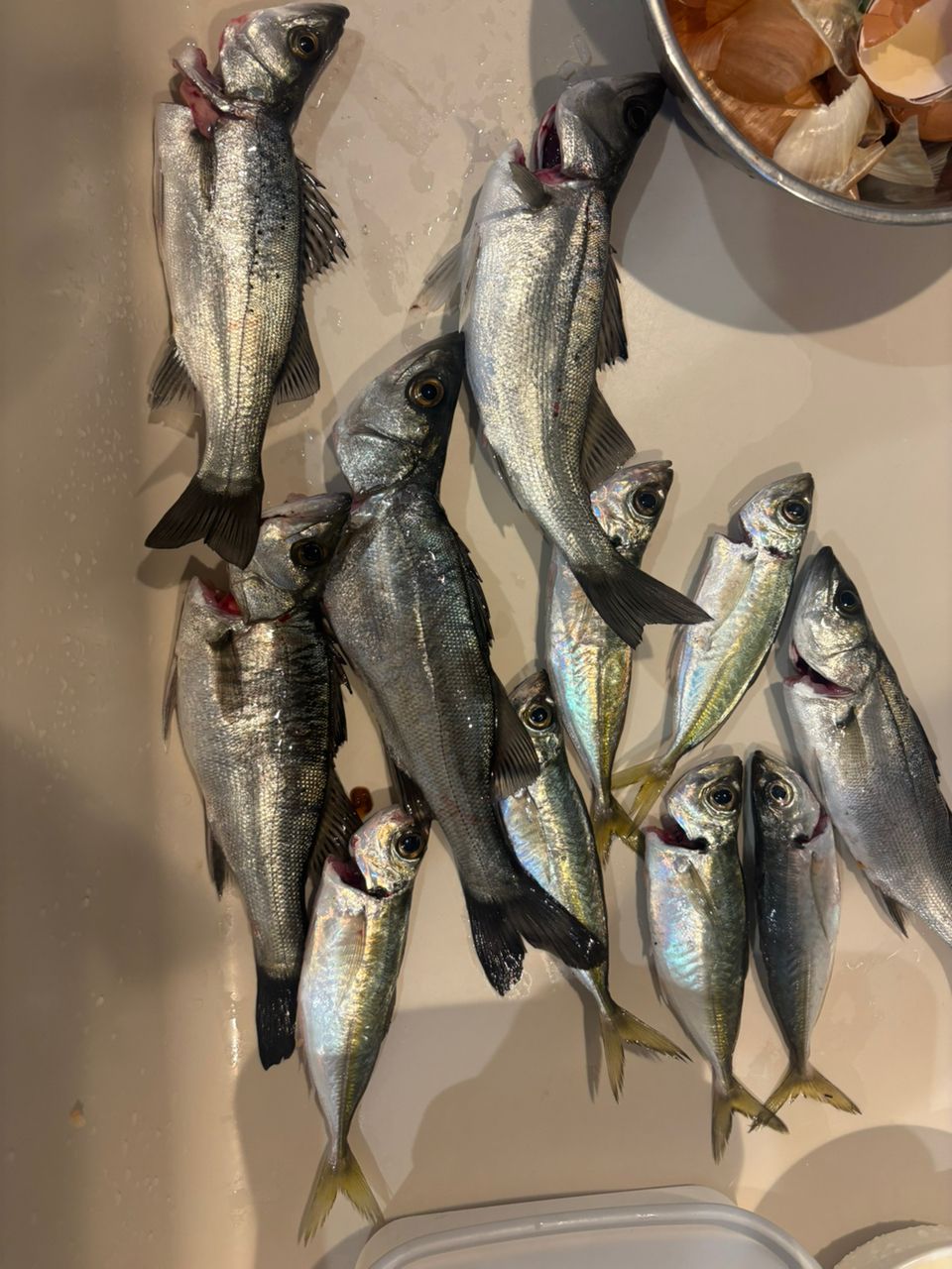 セイゴ（マルスズキ）