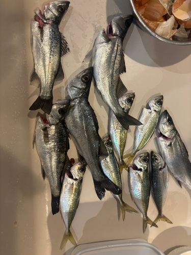 セイゴ（マルスズキ）の釣果