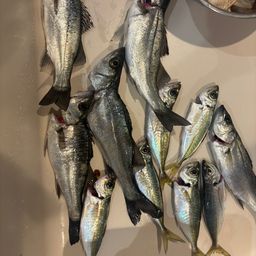 セイゴ（マルスズキ）