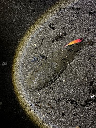 新舞子海岸（富津）