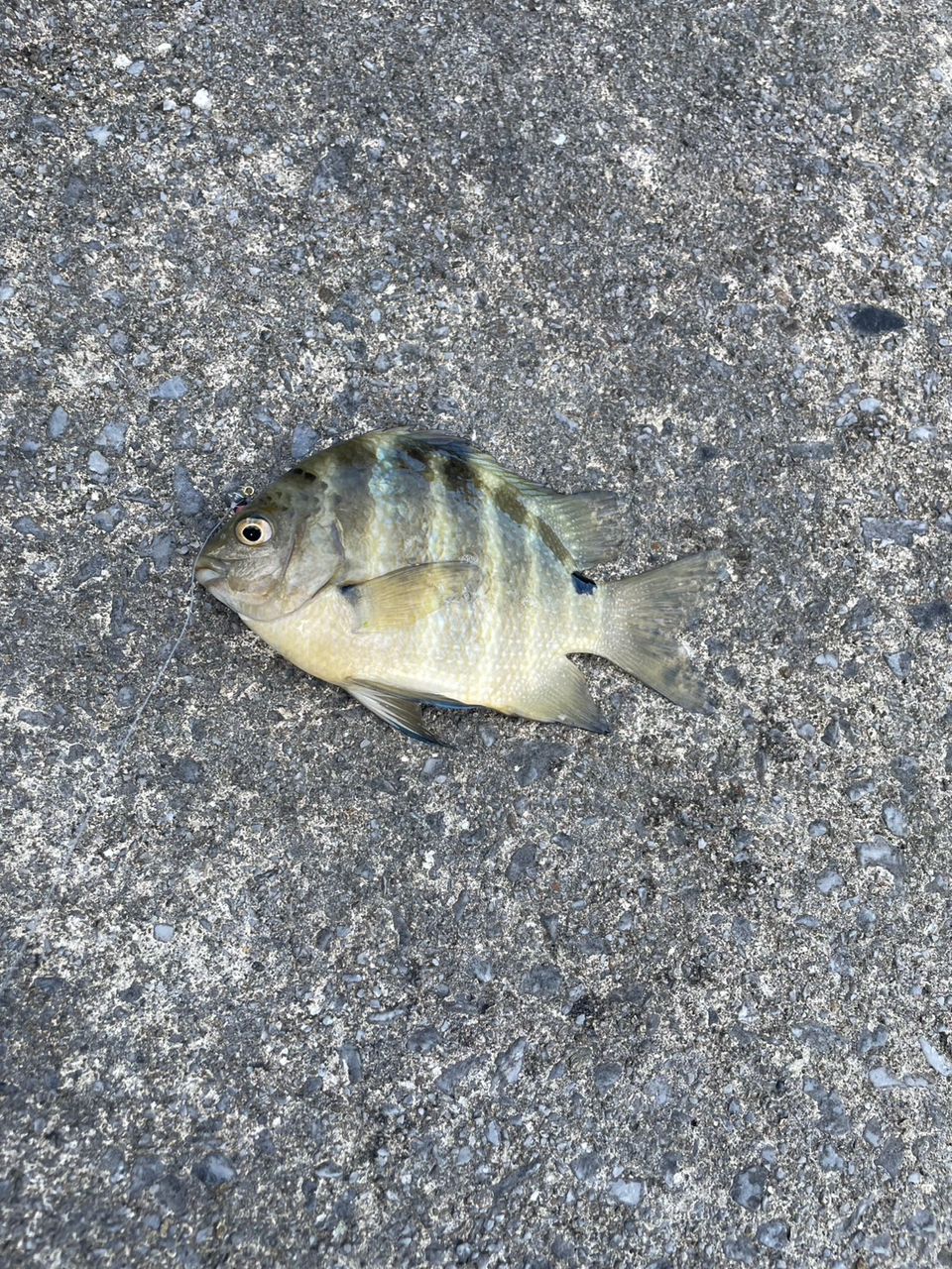 シマスズメダイ