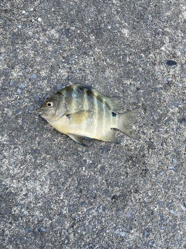 シマスズメダイの釣果