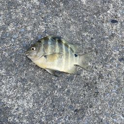 シマスズメダイ