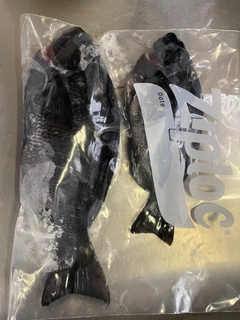 メジナの釣果