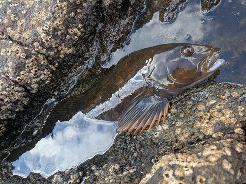 アイナメの釣果